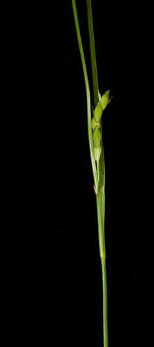Carex acidicola #5